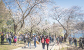 Традиционный праздник цветения сакуры в Хай-парке...