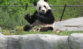 Toronto Zoo приглашает: гигантские панды - снова в Торонто.