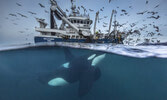 Wildlife Photographer of the Year - выставка уникальных фотографий животных и птиц. 