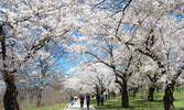 High Park cherry blossom