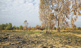 Лес Беэри, пострадавший от "огненного террора"