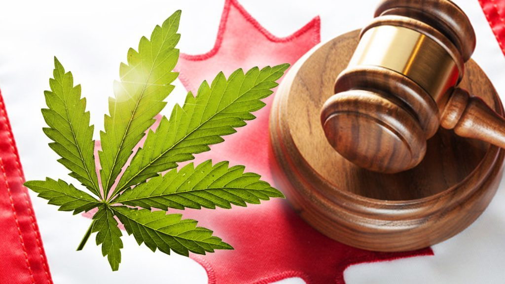 легальная марихуана канада