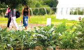 Black Creek Community Farm