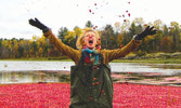 Сбор клюквы в городке Bala на Cranberry Marsh...
