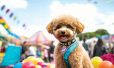 Ежегодный фестивать - Doggie Fest Summer Carnival 2026.Ежегодный фестивать - Doggie Fest Summer Carnival 2026.