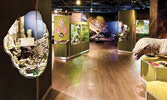 Выставка Dragons, в павильоне Ripley’s Aquarium...