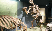 Лекция  Articulating Dinosaurs в Royal Ontario Museum