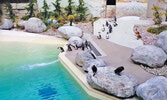 Зоопарк Торонто проводит день, посвященный пингвинам – точнее, не один день, а целых три! 