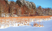 Mer Bleue Bog