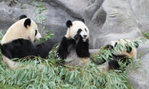 Если вы за пять лет так и не собрались повстречаться с редкими гигантскими пандами, то не упустите возможности хотя бы с ними попрощаться!