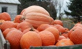 Elora - это не только Хэллоуин! Каждую осень здесь устраивается День Тыквы, Pumpkin Day бесплатное веселье для всей семьи! 