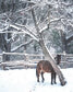 Kруглый год, в выходные и праздники, принимает гостей Riverdale Farm...