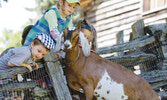 Если в вашей семье есть малые дети, которым еще не по плечу длительные прогулки, отправляйтесь на действующую историческую ферме Riverdale Farm...
