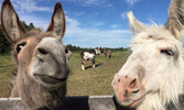 The Donkey Sanctuary